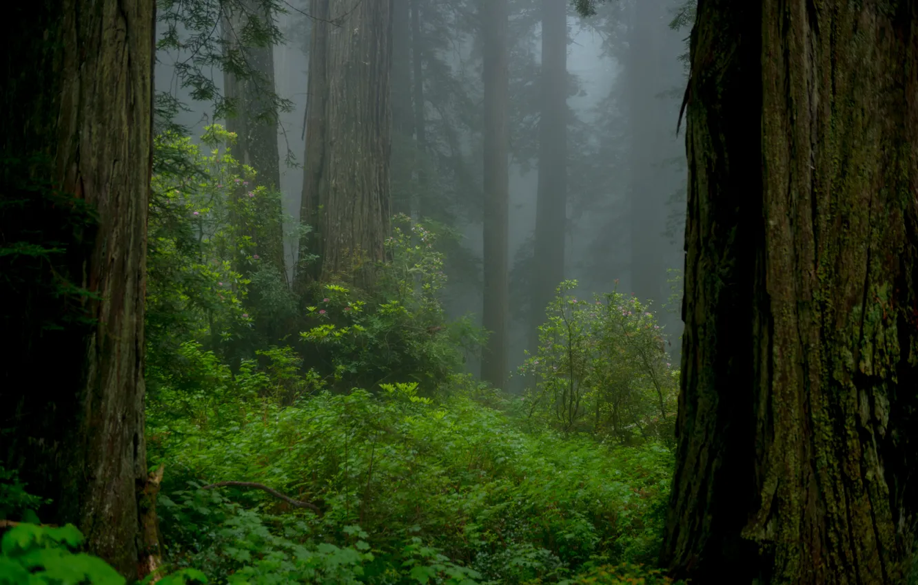 Фото обои лес, деревья, природа, туман, Калифорния, USA, США, California, национальный парк Редвуд, Redwood National Park