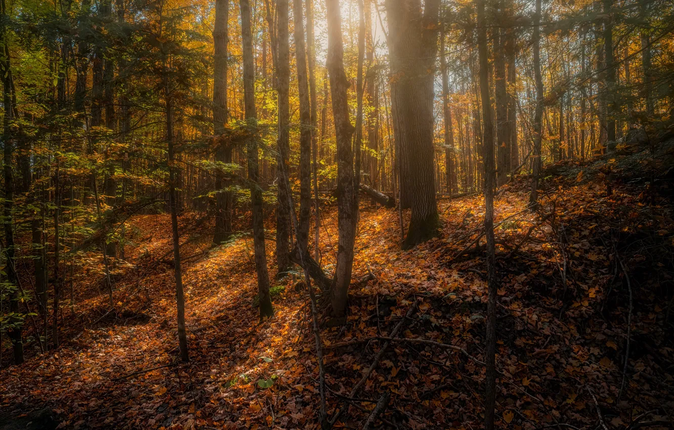 Фото обои фото, Природа, Осень, Деревья, Лес, Листья, Канада, Copeland forest near Barrie
