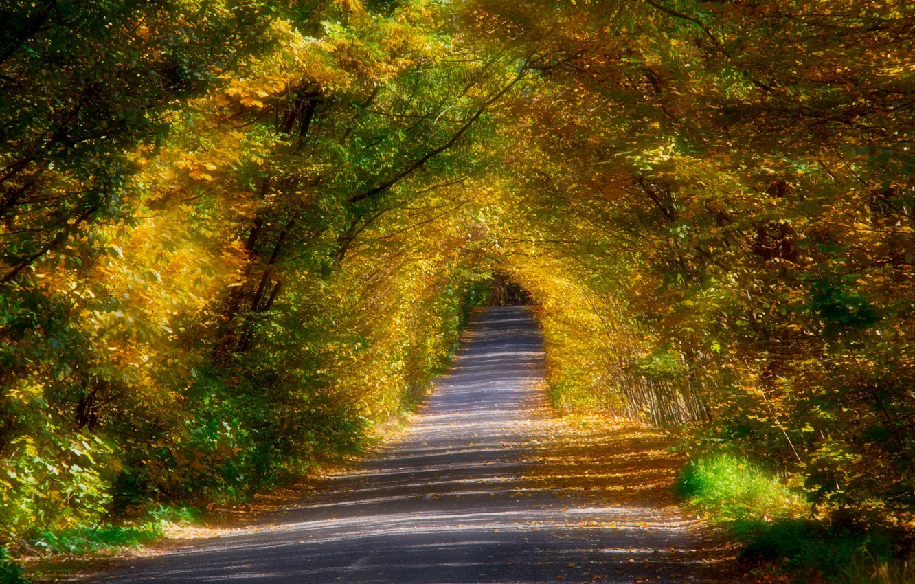 Фото обои дорога, осень, листья, деревья, ветки