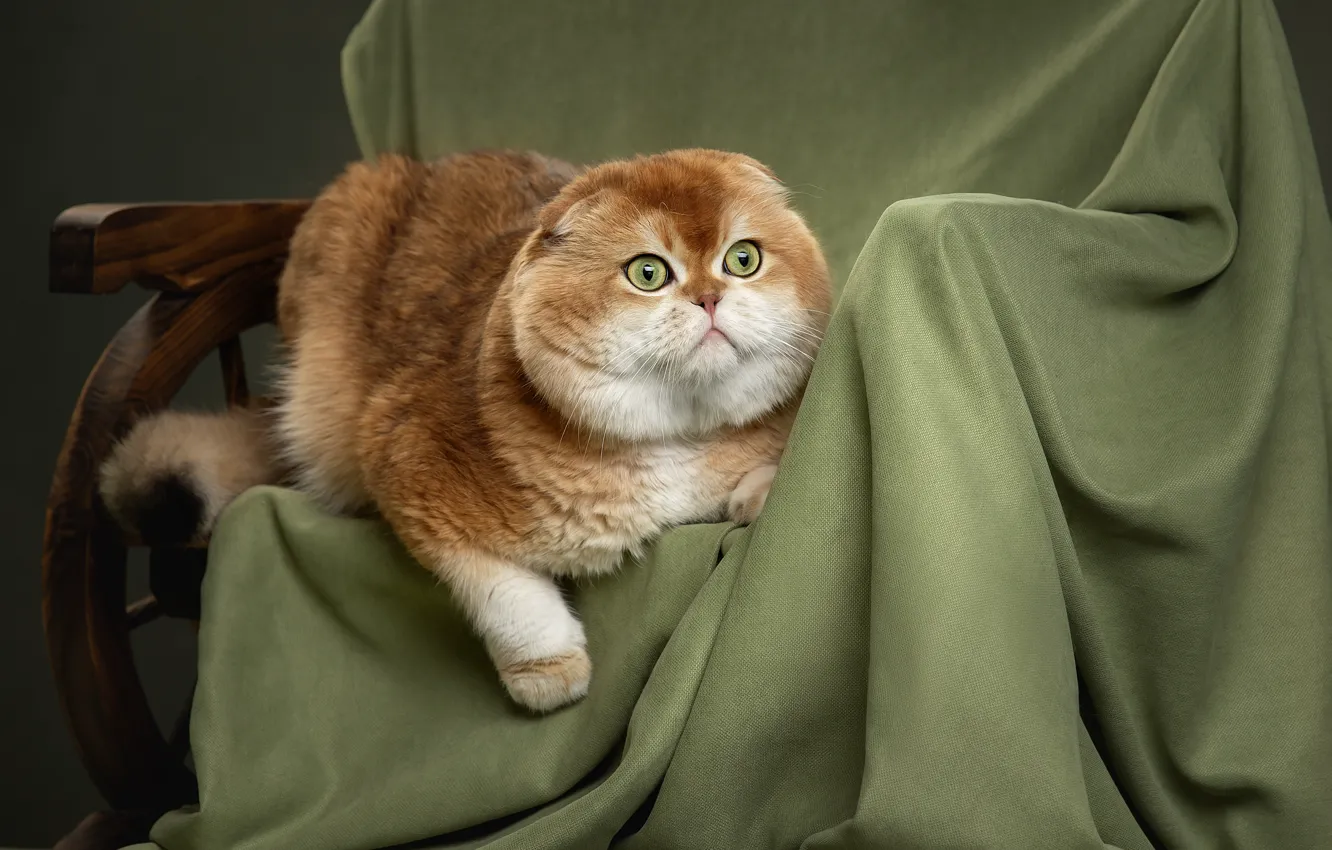 Фото обои кот, рыжий, ткань, котэ, котейка, Шотландская вислоухая кошка, Светлана Писарева