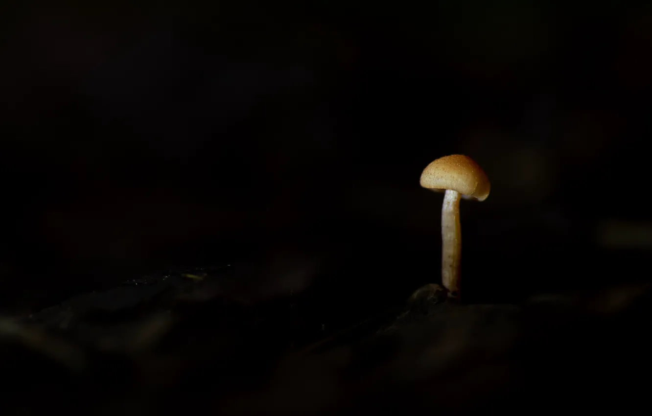 Фото обои природа, фон, гриб