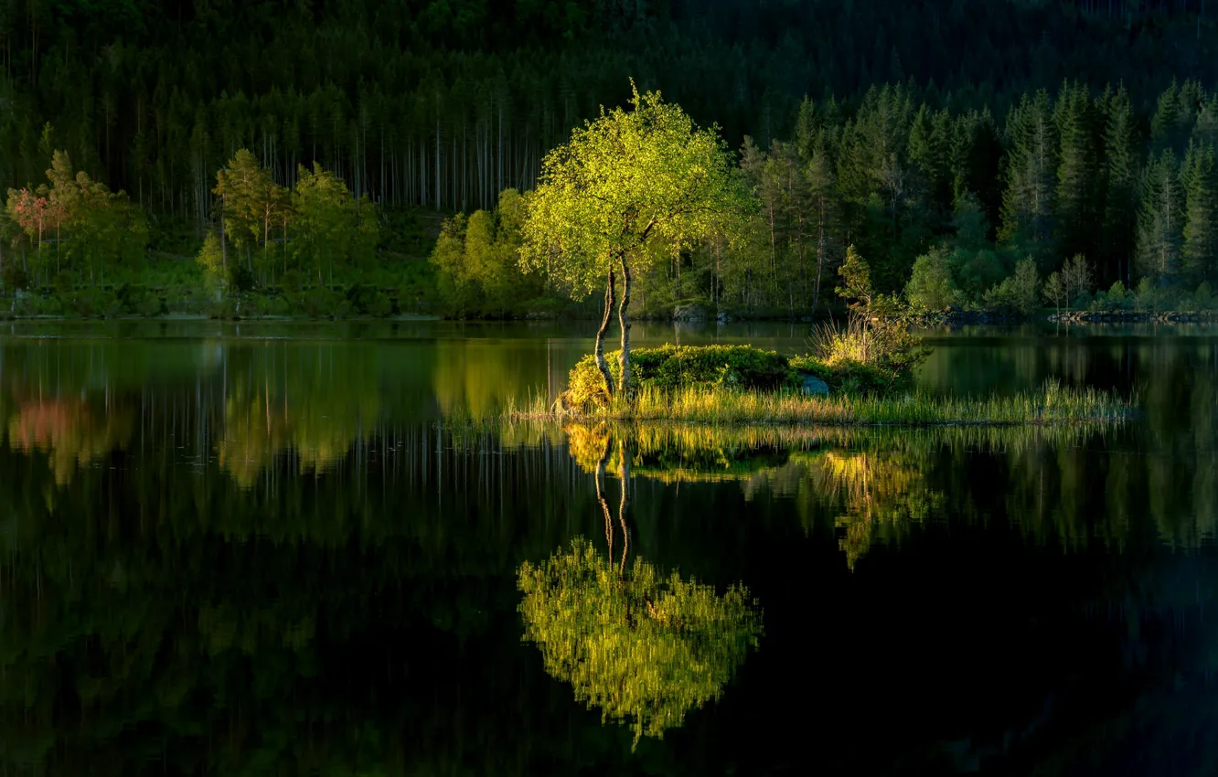 Фото обои лес, озеро, отражение, дерево, островок
