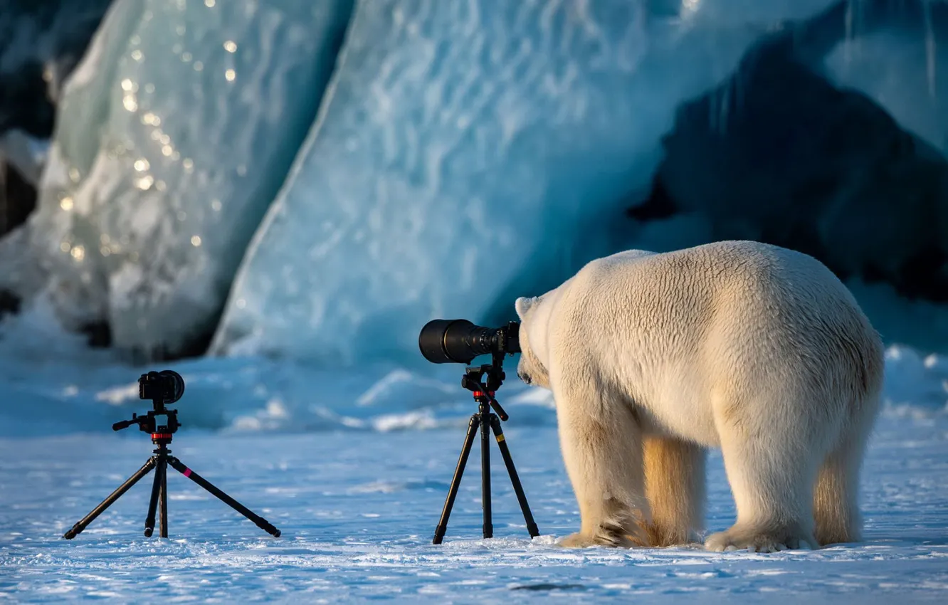 Фото обои зима, белый, фотосъемка, лёд, ледник, медведь, мишка, фотоаппарат, фотограф, объектив, льдины, стоит, белый медведь, север, …