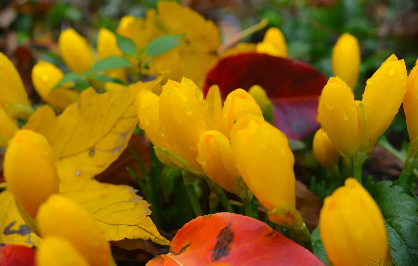 Фото обои Крокусы, Crocuses, Yellow flowers
