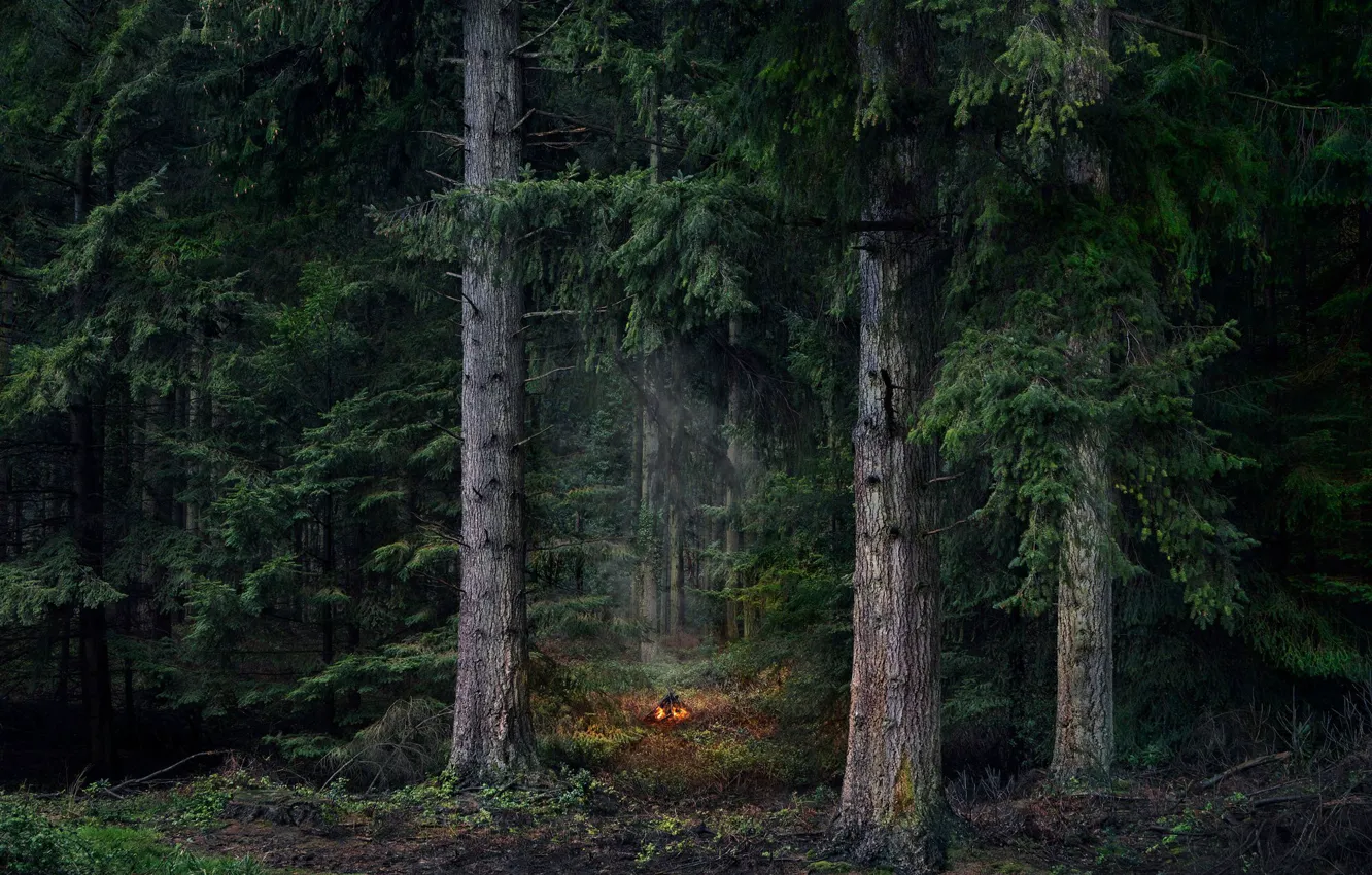 Фото обои лес, деревья, природа, костер