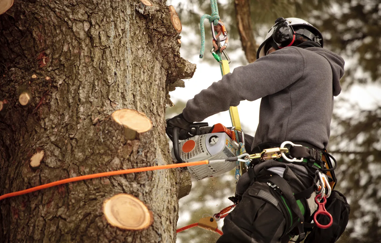 Фото обои ropes, chainsaw, worker, safety measures, work at height