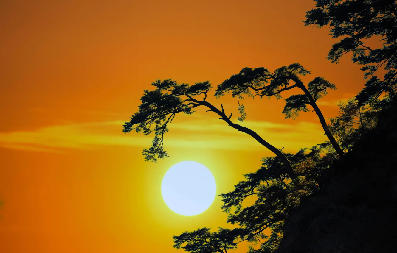 Фото обои солнце, деревья, закат