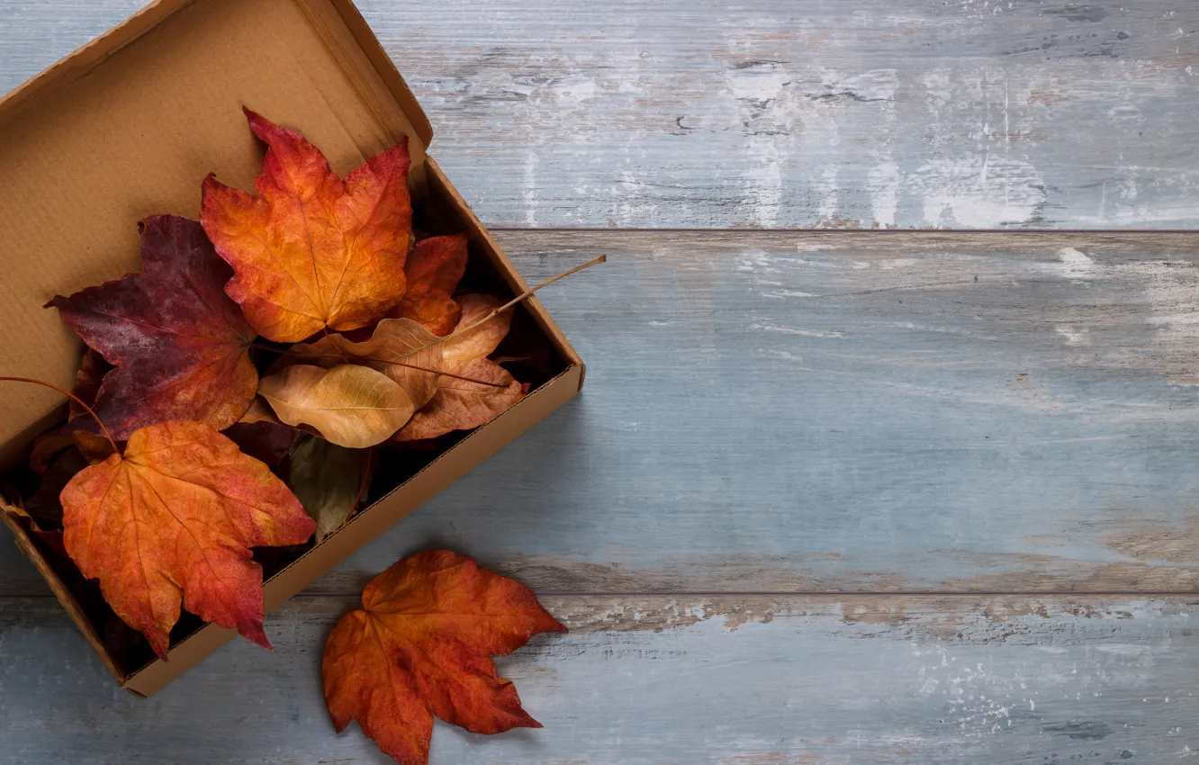 Фото обои осень, листья, фон, доски, colorful, клен, wood, background, autumn, leaves, осенние, maple