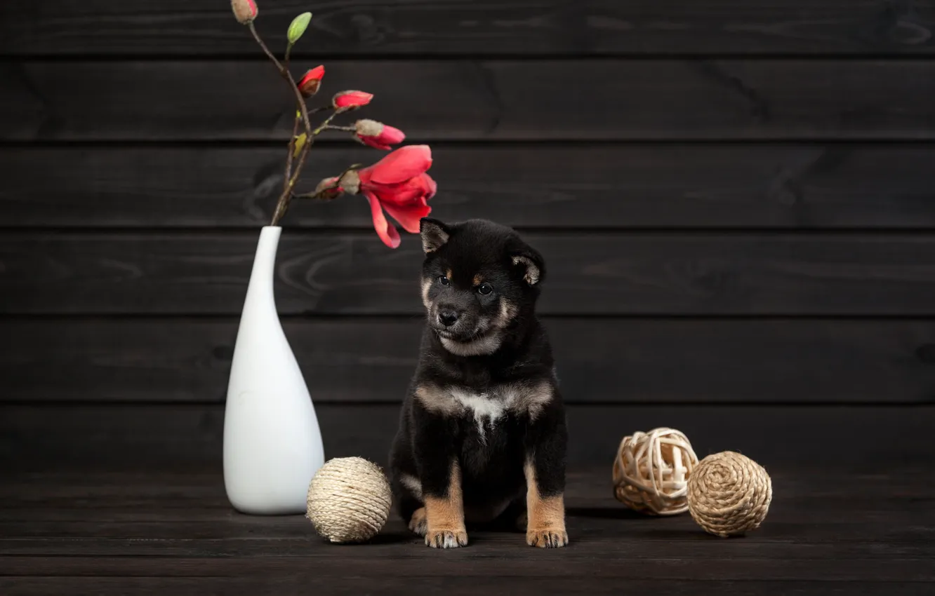 Фото обои цветок, собака, щенок, ваза, мячики, Сиба-ину, Ольга Смирнова