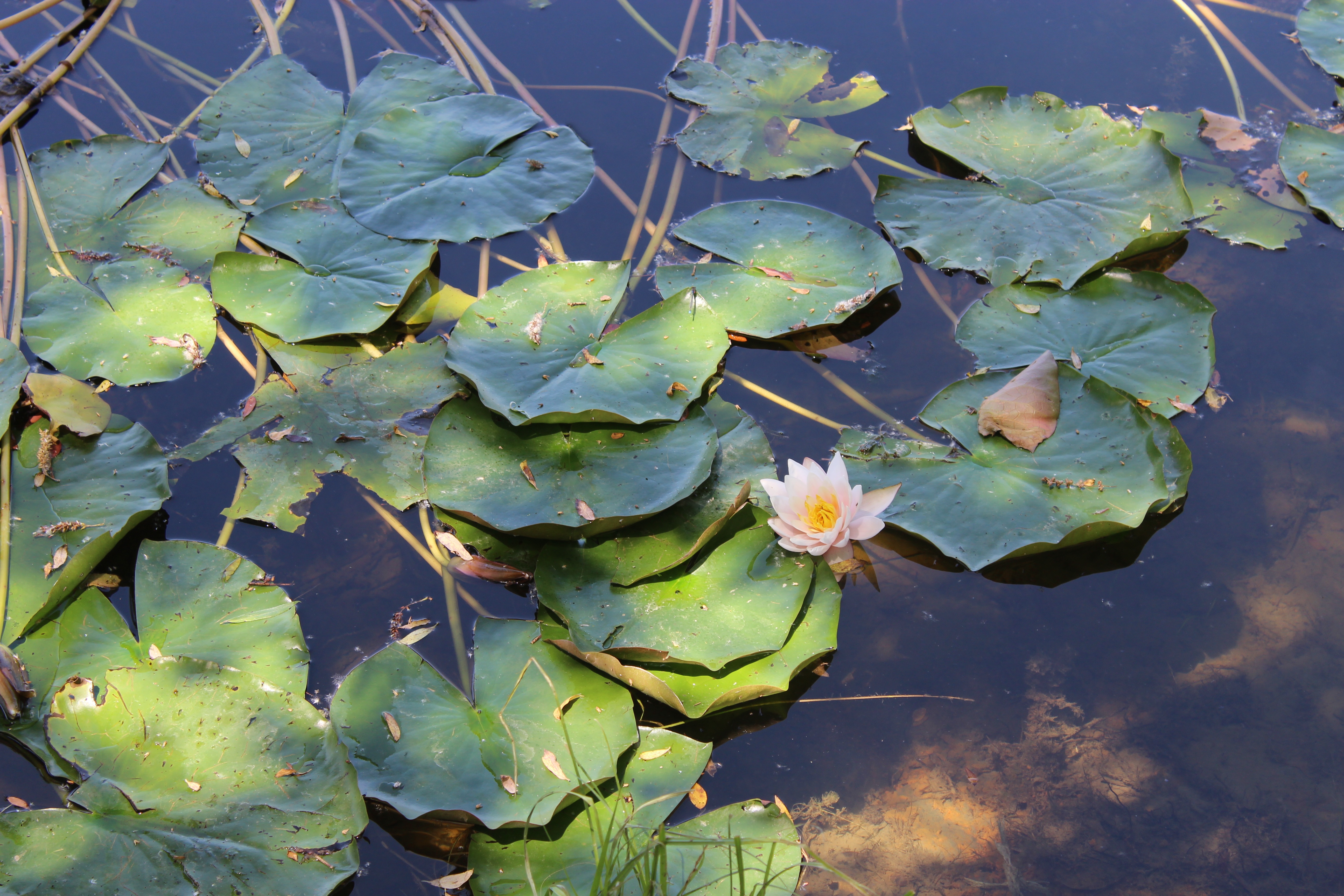 Озеро кувшинки 48 дней. Кувшинка Озерная. Водяные лилии. Нимфея в природе.